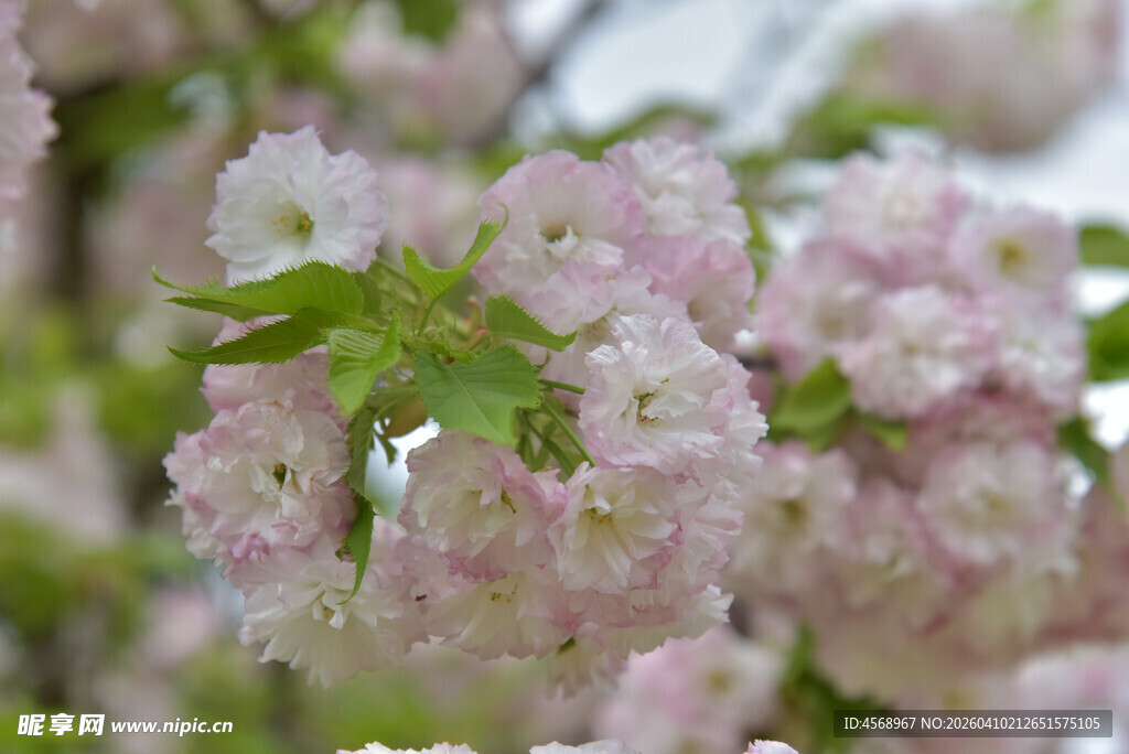 粉嫩樱花绽放枝头