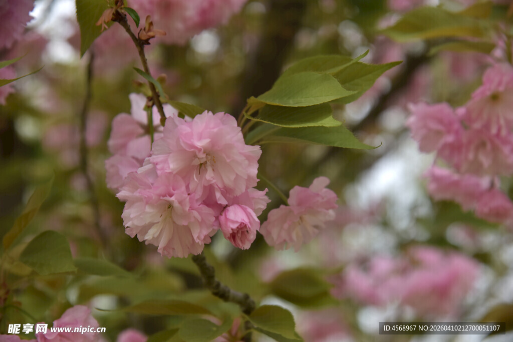 粉嫩樱花枝头绽放