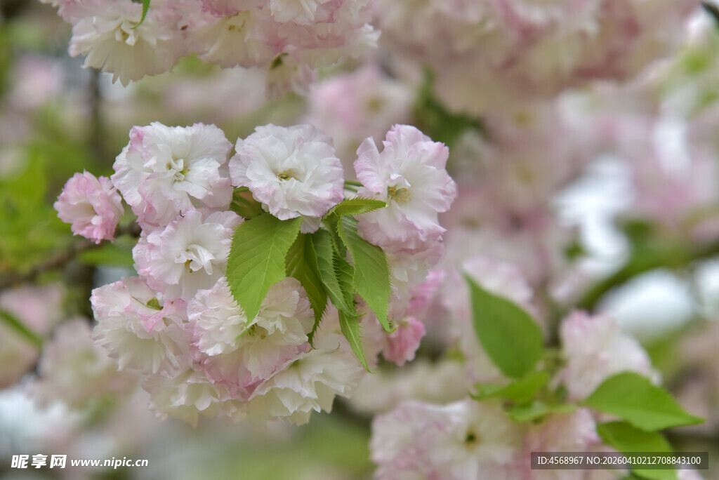 粉嫩樱花绽放枝头