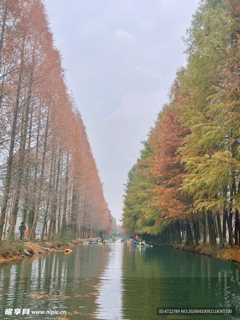 水上杉林秋色迷人