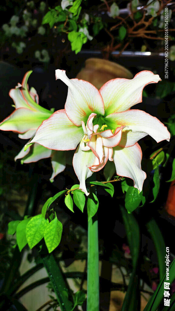 优雅绽放的白色百合花