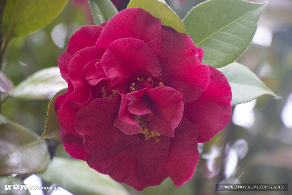 娇艳红山茶绽放