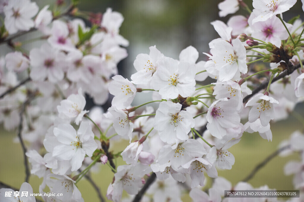 绽放的白色樱花枝头