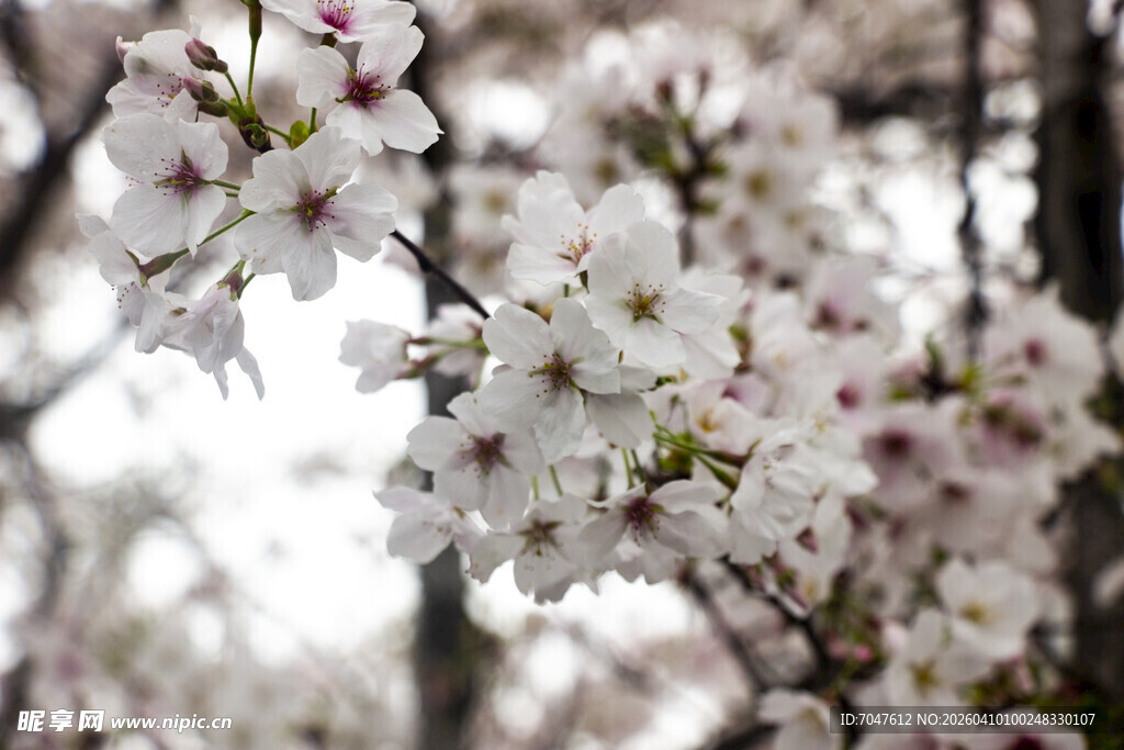 烂漫樱花绽放枝头