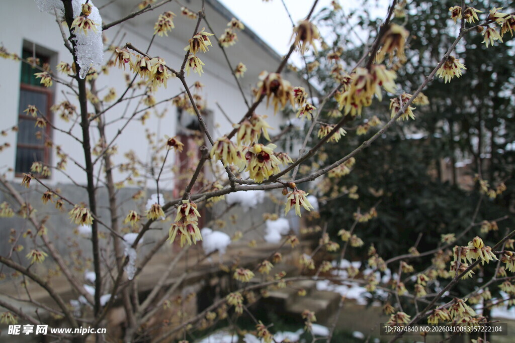 雪覆枝头黄叶景