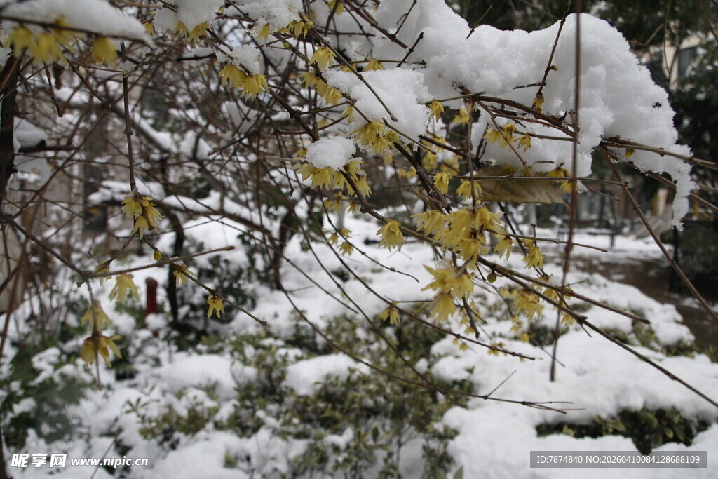 雪覆枝头 黄蕊初绽