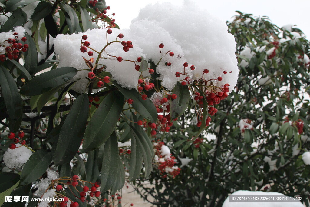 雪覆红果枝头景
