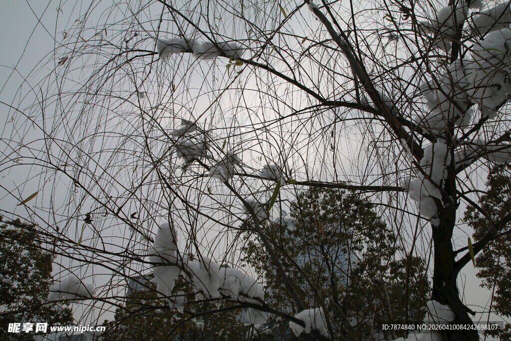 雪覆枝头景