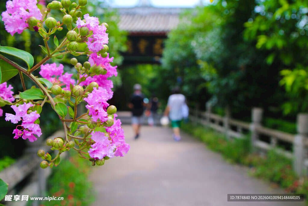 小径繁花处的悠然景致