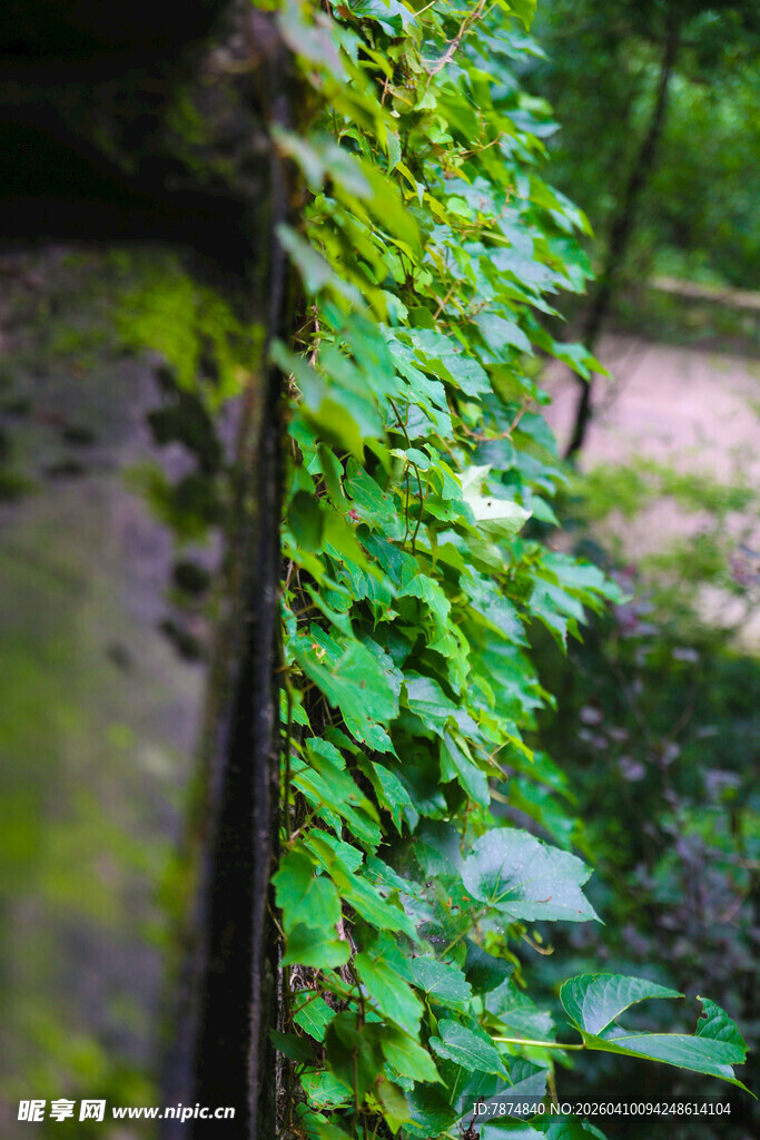 藤蔓缠绕的古朴景致