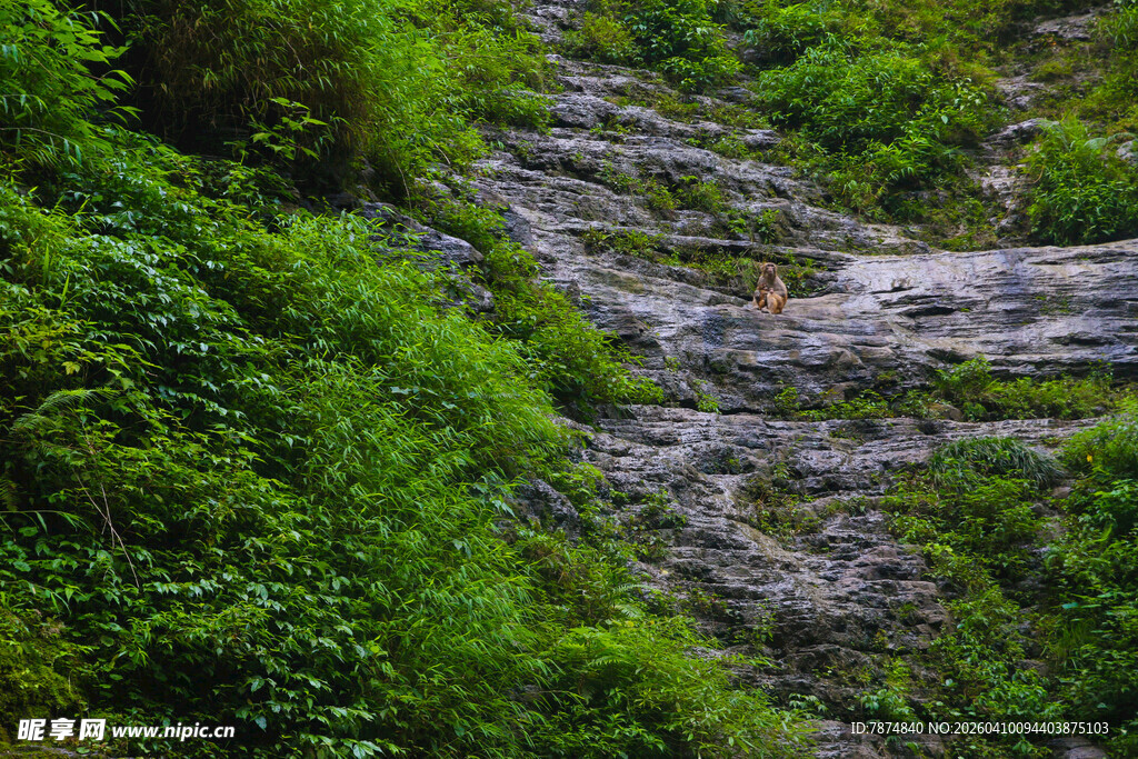 山间绿意盎然的岩石景观