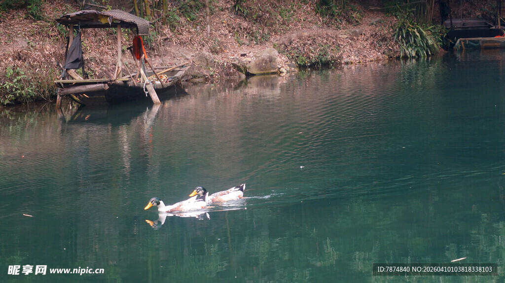 碧波上的悠闲白鹅