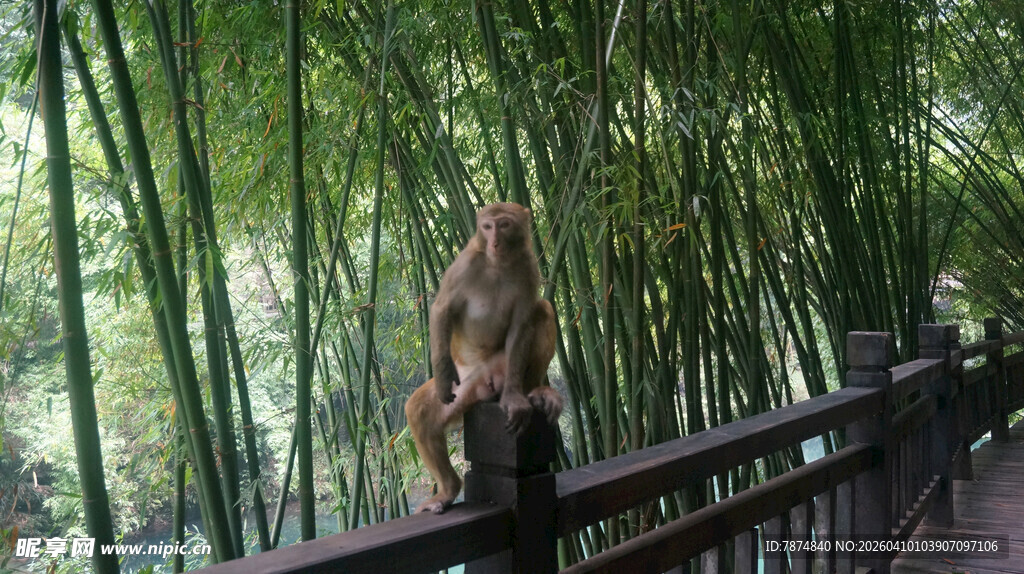 竹林栈道边的猴子