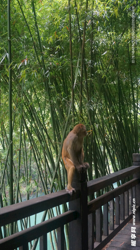竹林栈道上的猴子