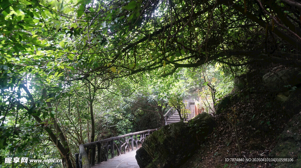 林间小道 绿意盎然