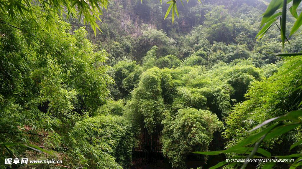 茂密葱郁的绿色山林景观
