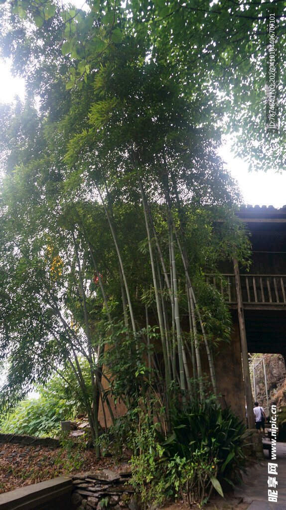 竹林环绕的古朴小屋