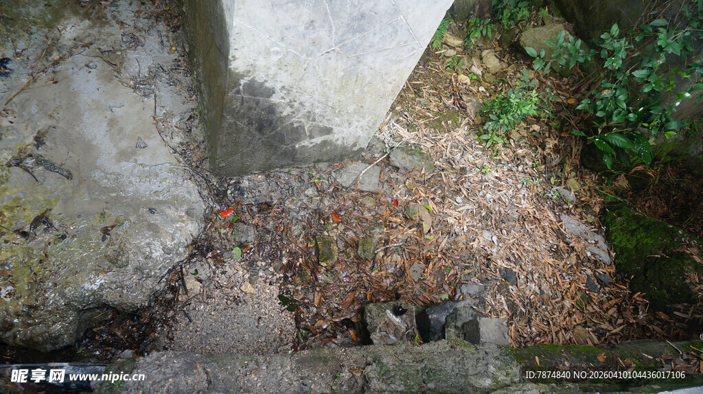 石缝中生长的多彩植物