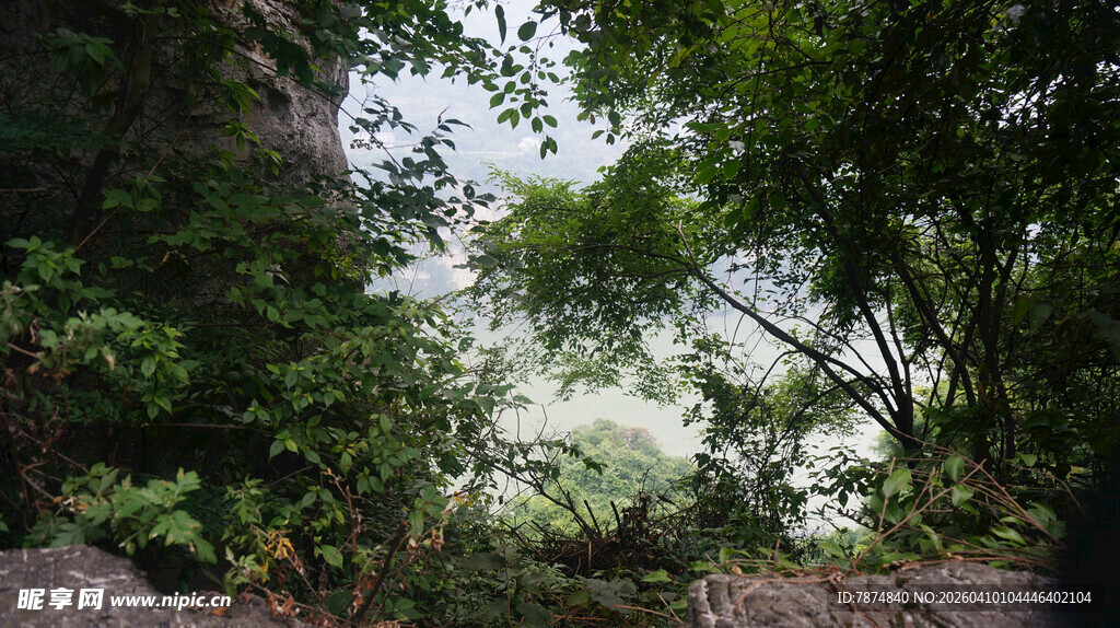 繁茂绿植间的自然景致