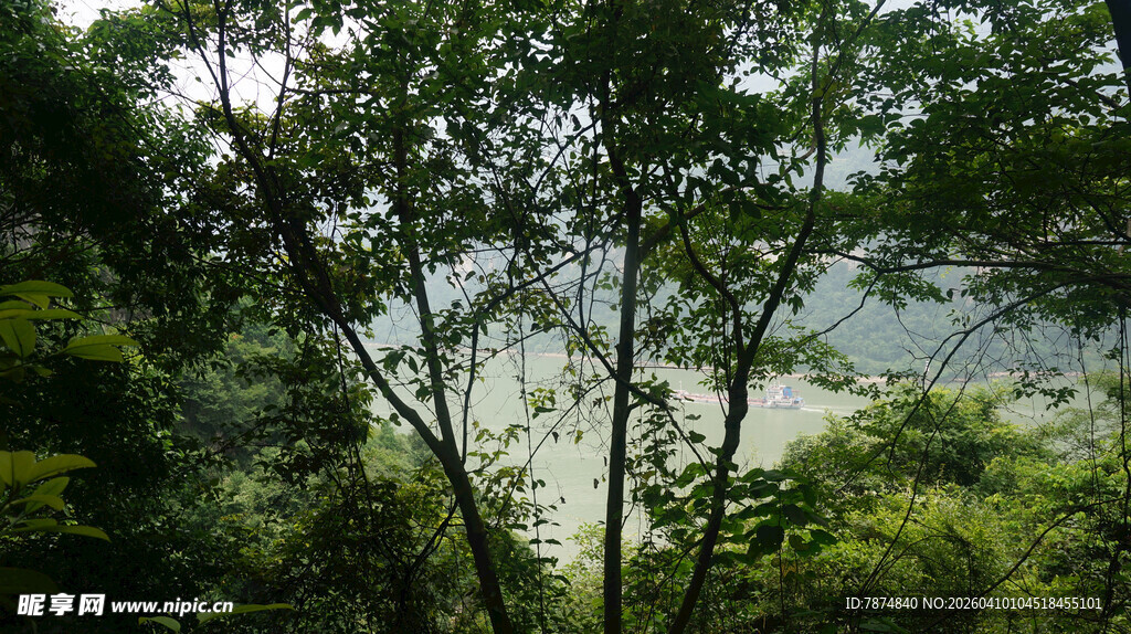 山林间繁茂绿意景观