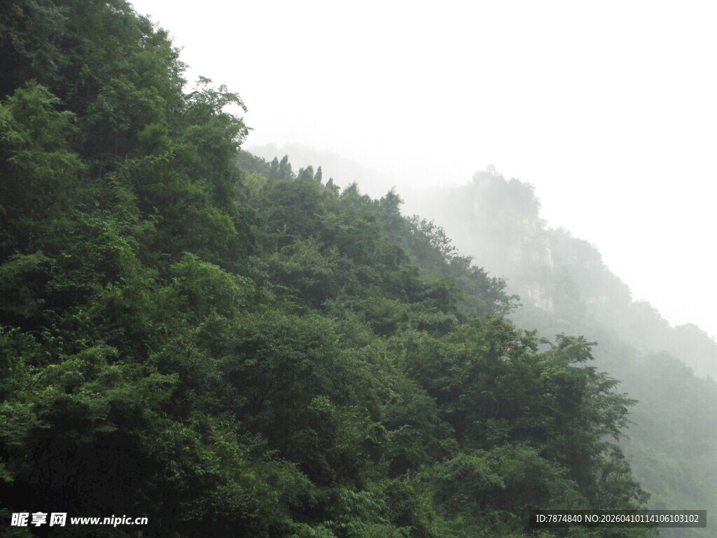 山间雾霭中的葱郁树林