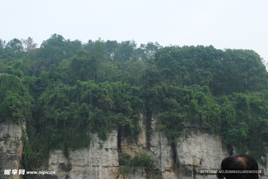 峭壁上的繁茂绿植景观