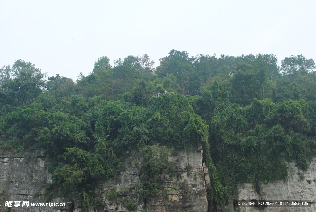 峭壁上的葱郁绿意