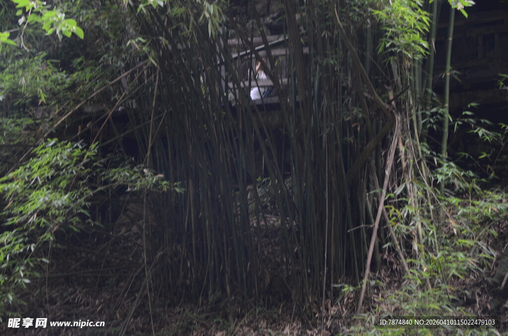 茂密丛林中的繁茂植被