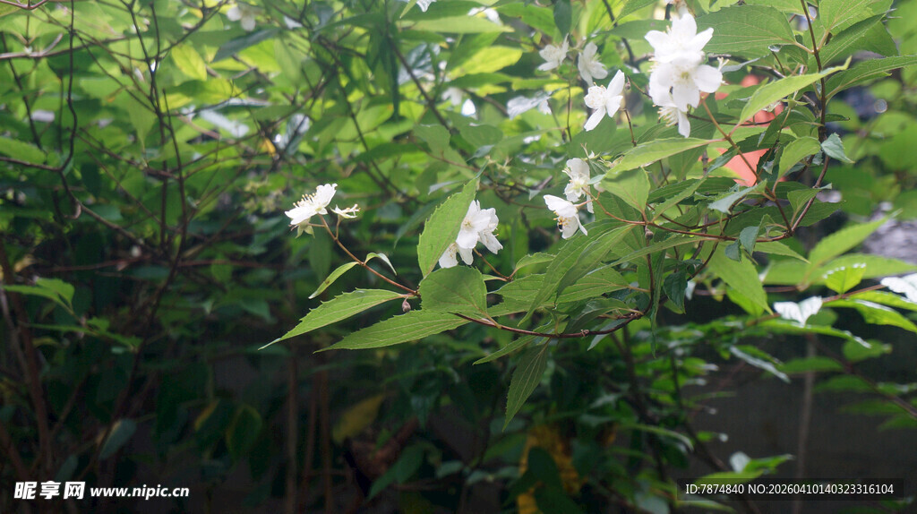 恩施绿叶丛中的白色花朵