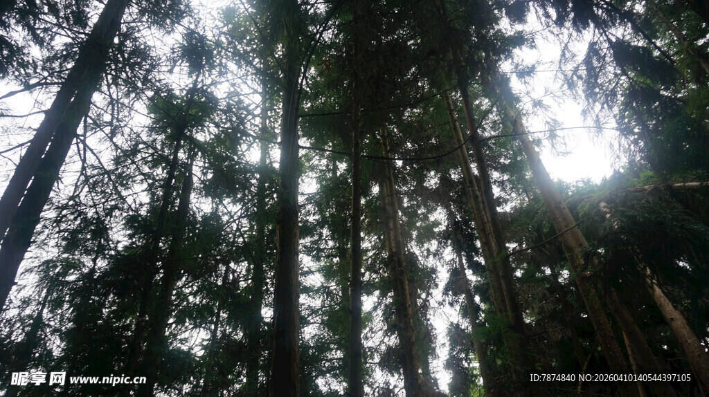 恩施阳光洒落茂密森林景象