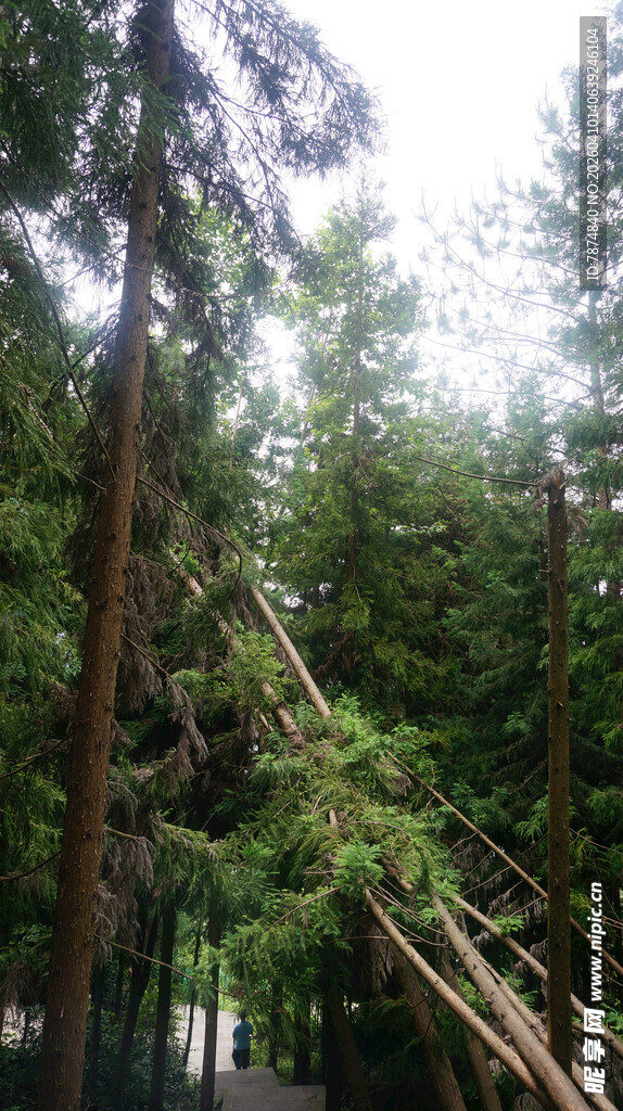 恩施林中倾斜的树木