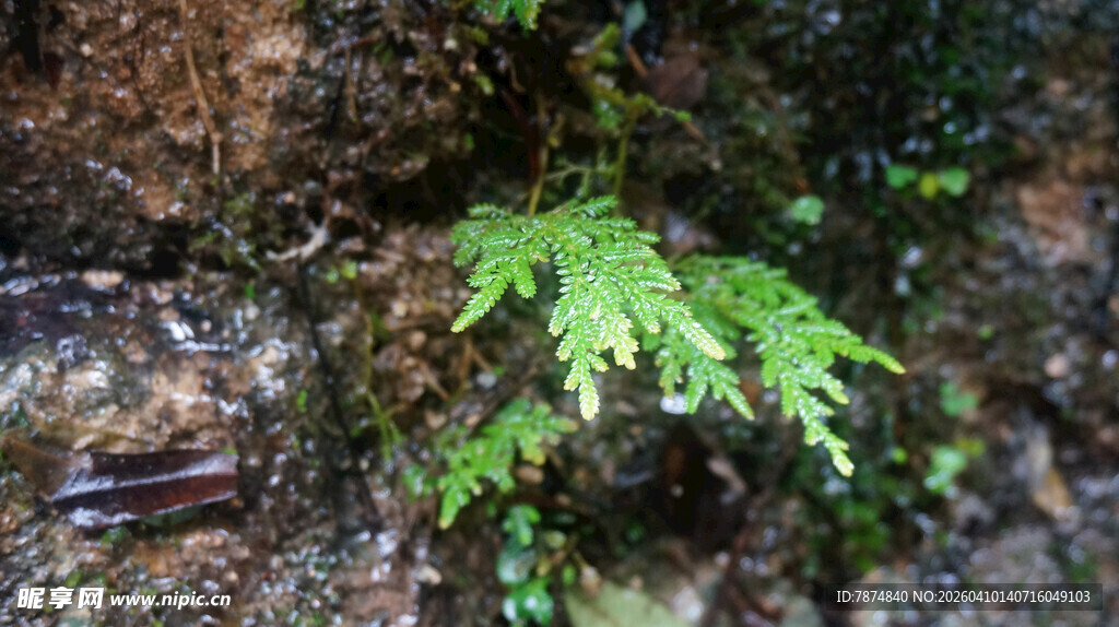 恩施岩石上的嫩绿蕨类植物
