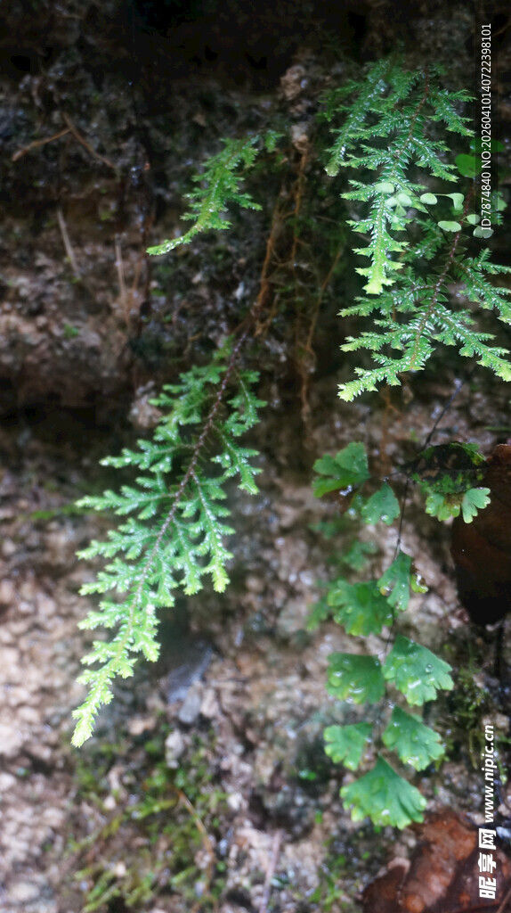 恩施林间翠绿蕨类植物