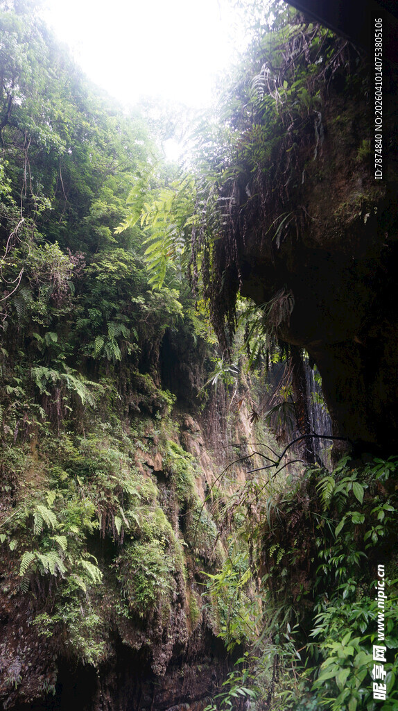 恩施茂密丛林中的自然景致