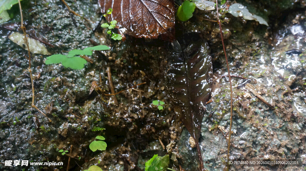 恩施岩石间生长的独特菌类