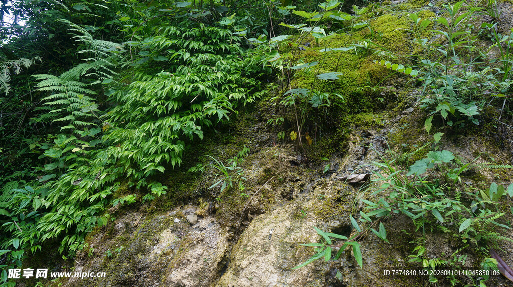 恩施山林间的繁茂植被景观