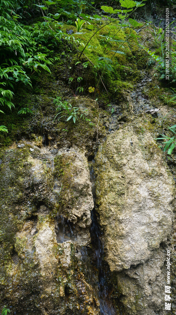 恩施岩石旁的翠绿植被