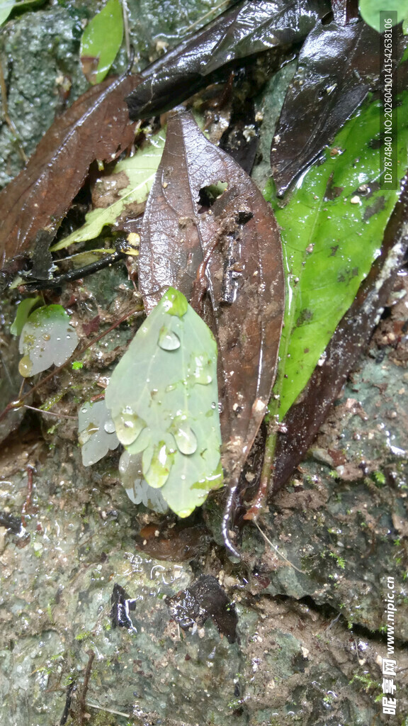 恩施绿叶上的青蛙