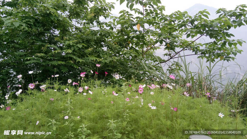 恩施山间花草与绿树景观