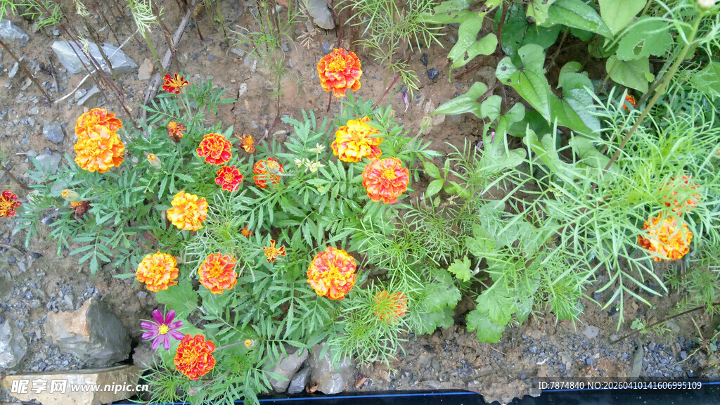 恩施花坛中的鲜艳万寿菊