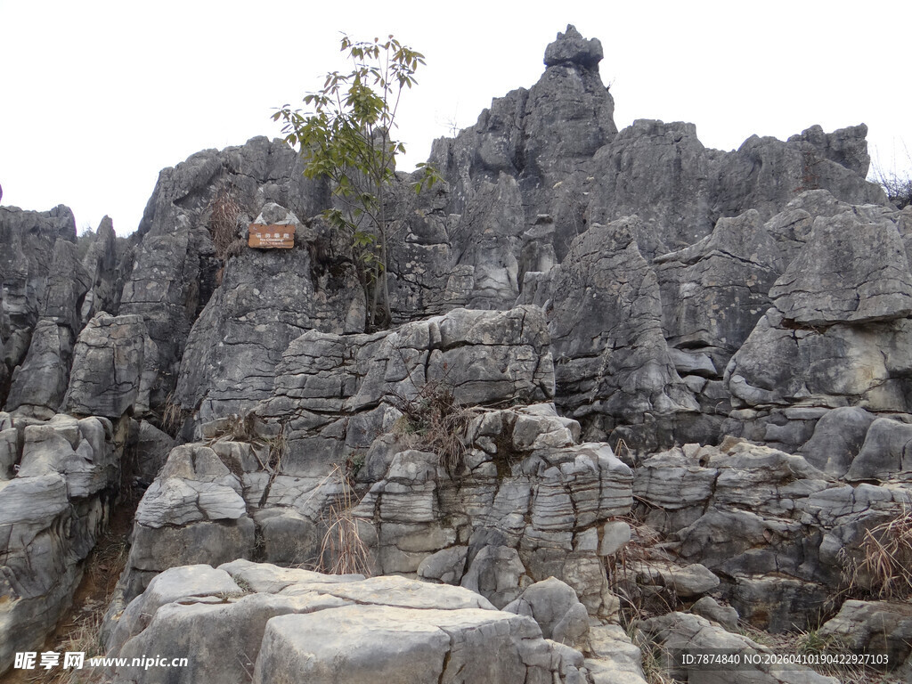 恩施嶙峋怪石间的顽强小树