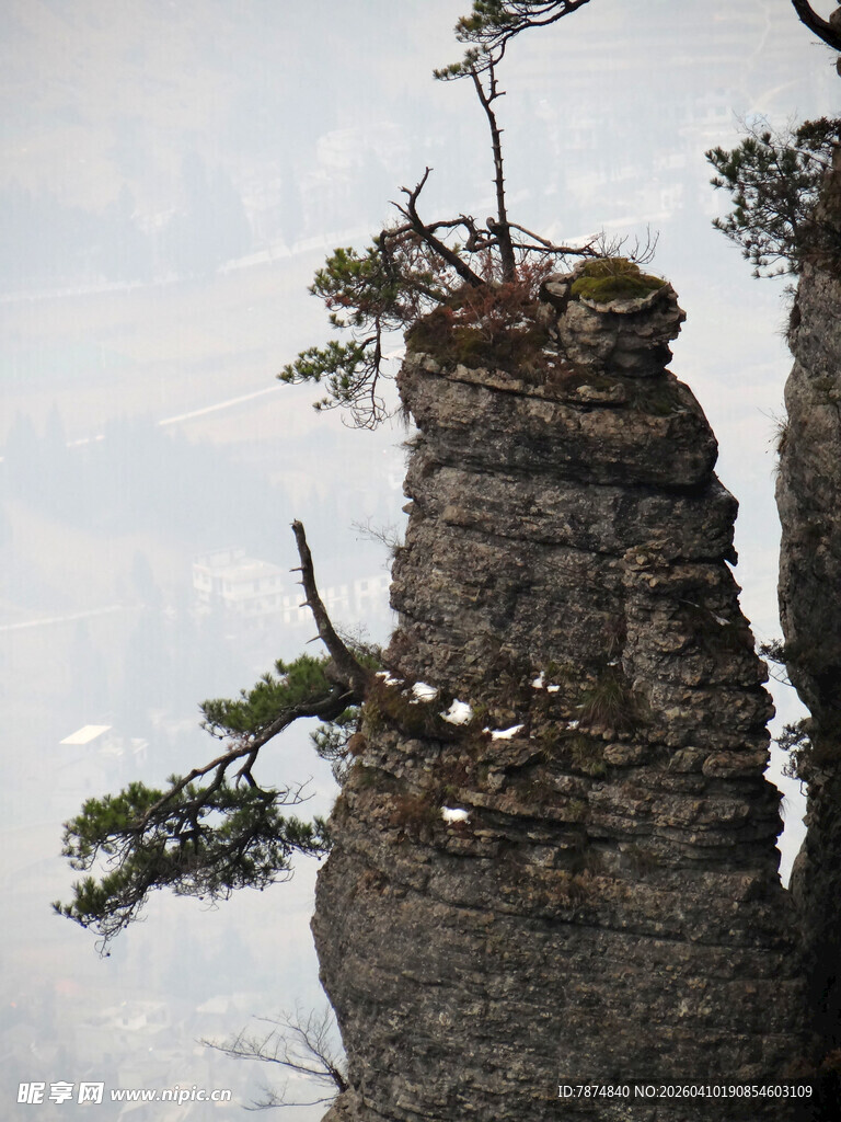 恩施绝壁孤松