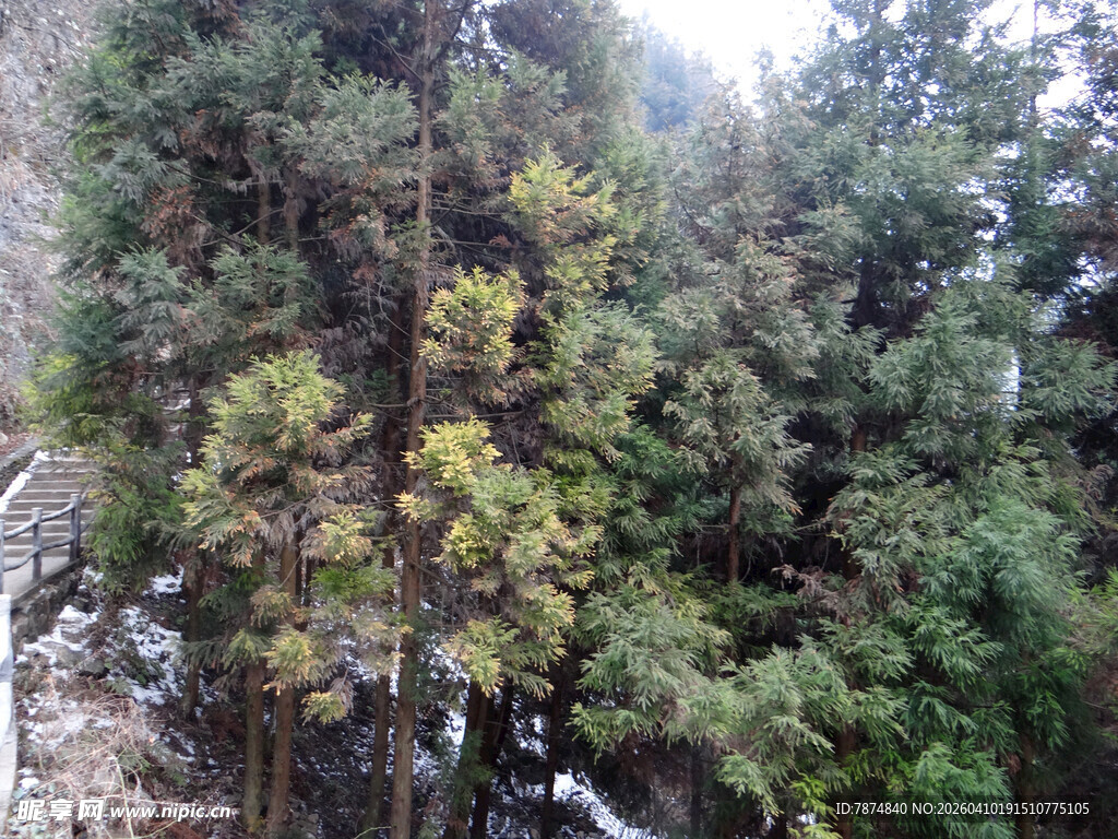恩施山林中的茂密树木景观