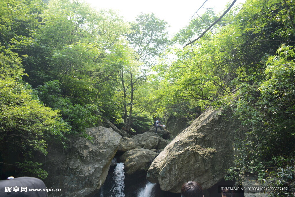 山间溪流旁的繁茂绿意