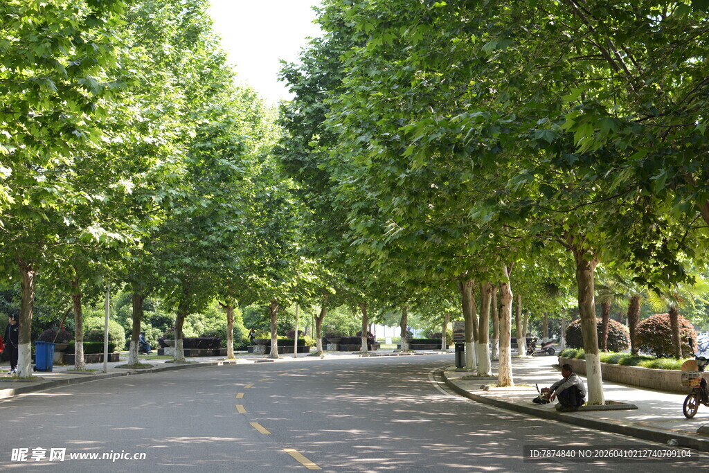 林荫大道 静谧清新街道景