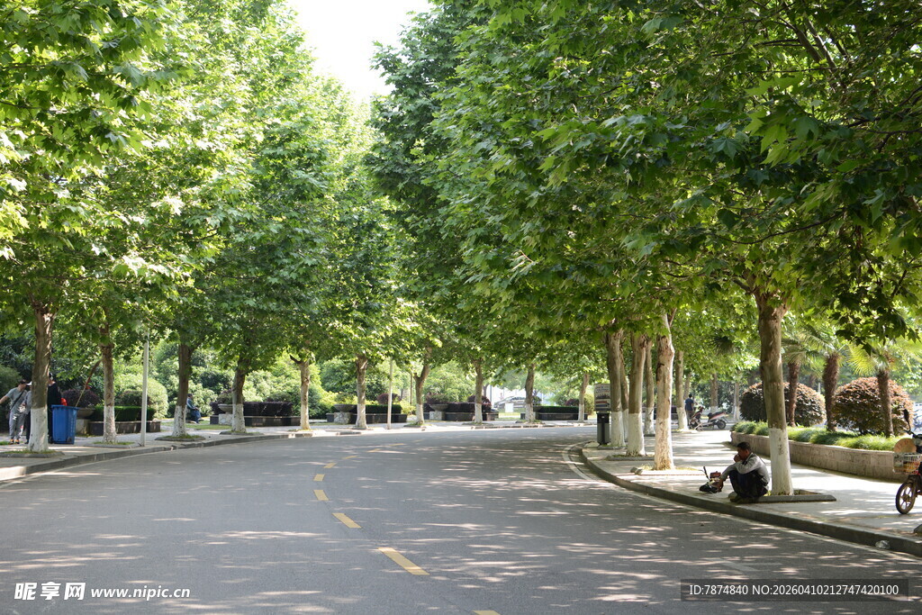 林荫街道 静谧宜人