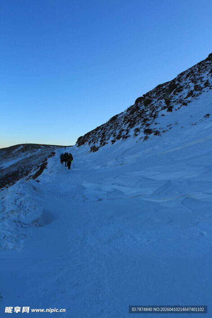 雪地山坡上的动物身影