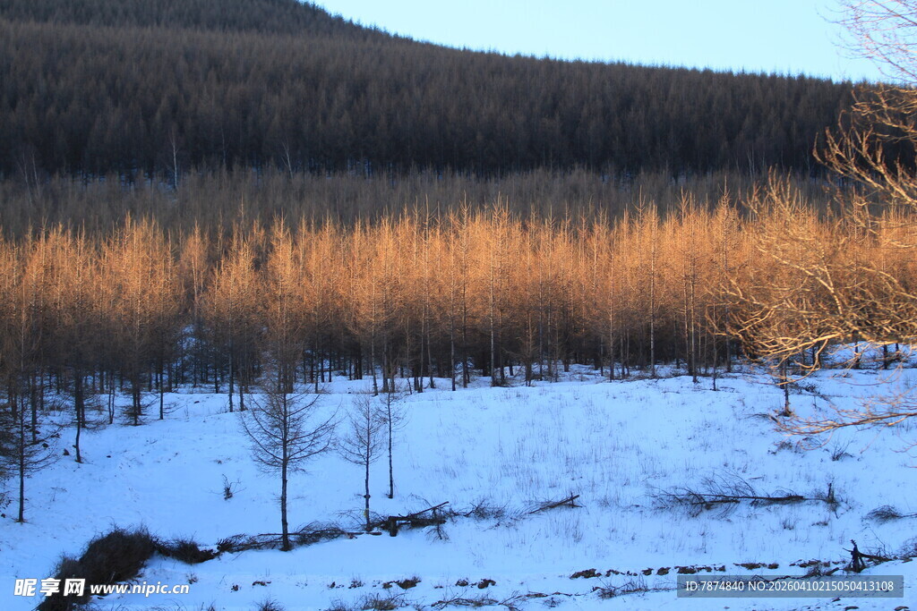 冬日雪林景观