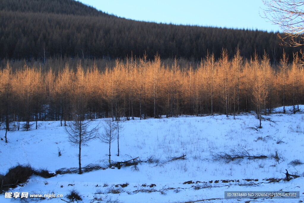 冬日雪林 山林覆雪美景