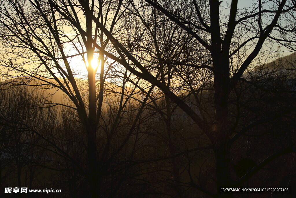 夕阳下的树林剪影